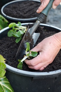 Pak Choi